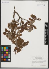 Foto von Salix appendiculata Vill.